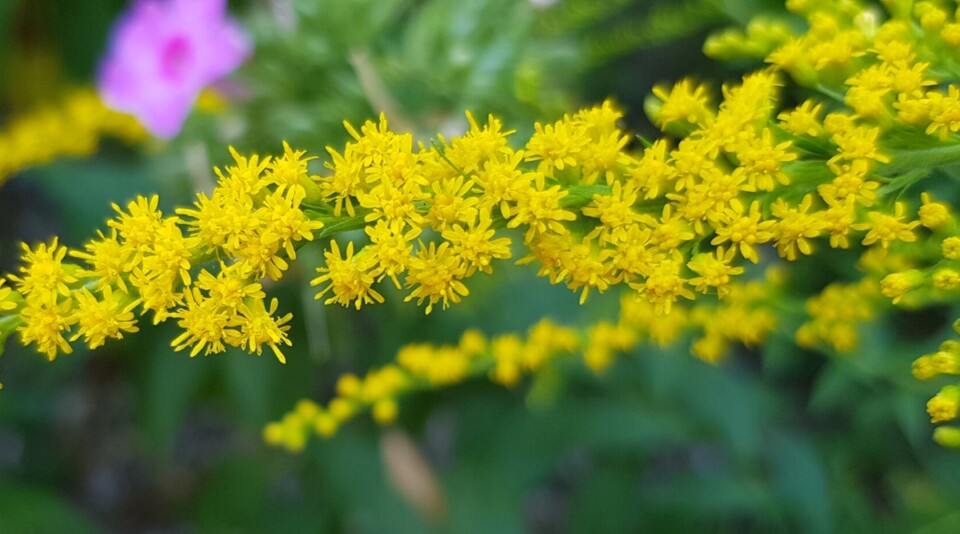 37 Fall Flowers for A Beautiful Autumn Garden