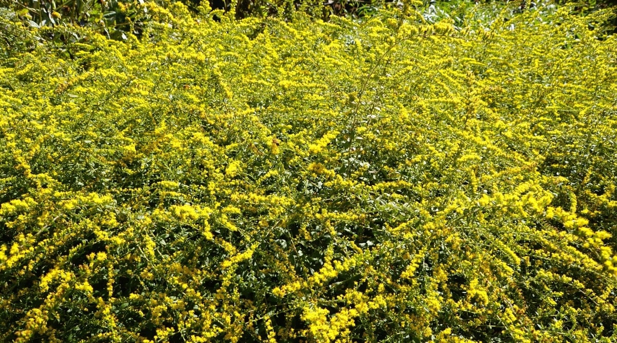 Large bush with long, skinny branches covered in tiny, bright yellow flowers.