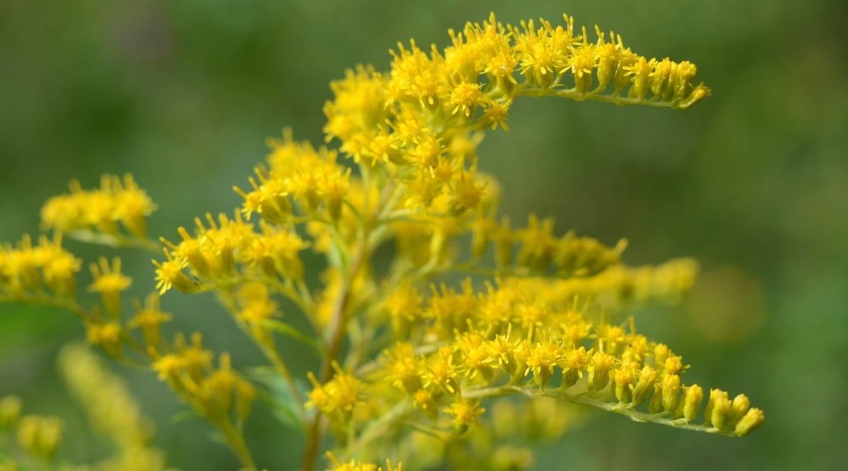 Close-up of a flowering plant Solidago sphacelata &lsquo;Golden Fleece&rsquo; against a blurred green background. The plant has beautiful, long, thin, pinnate inflorescences of bright yellow tiny flowers.