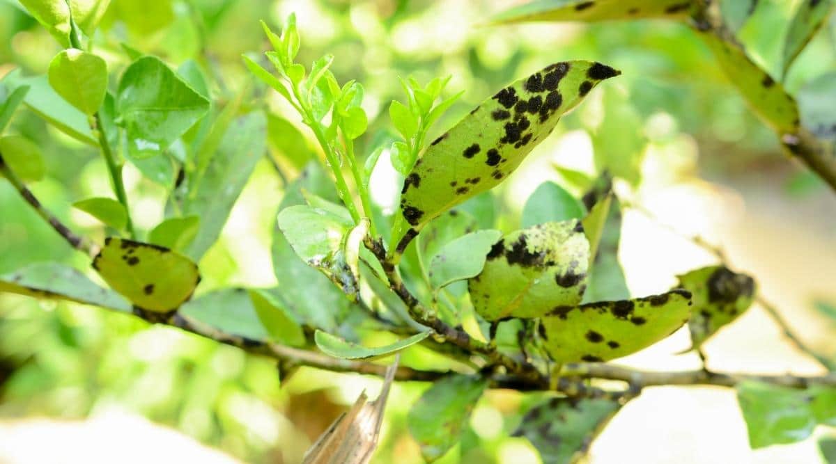 Sooty Mold Growing on Citrus Tree