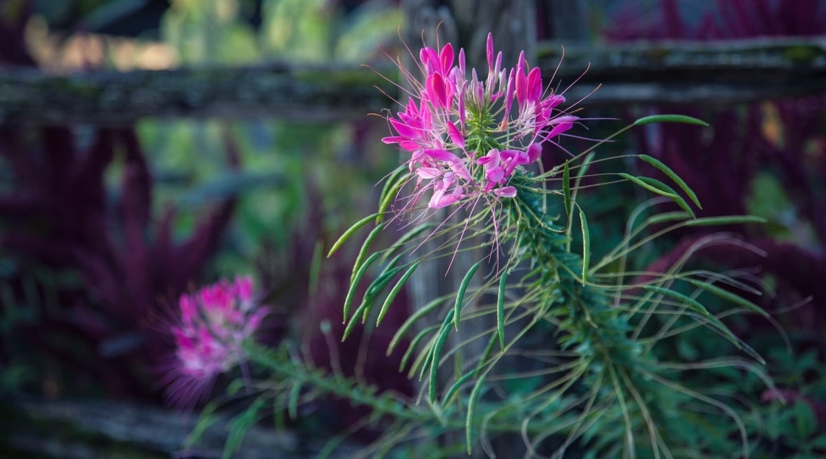 Tall flower stalk with skinny, long spider-like leaves growing up the stem and a cluster of spiky, pink flowers on top.