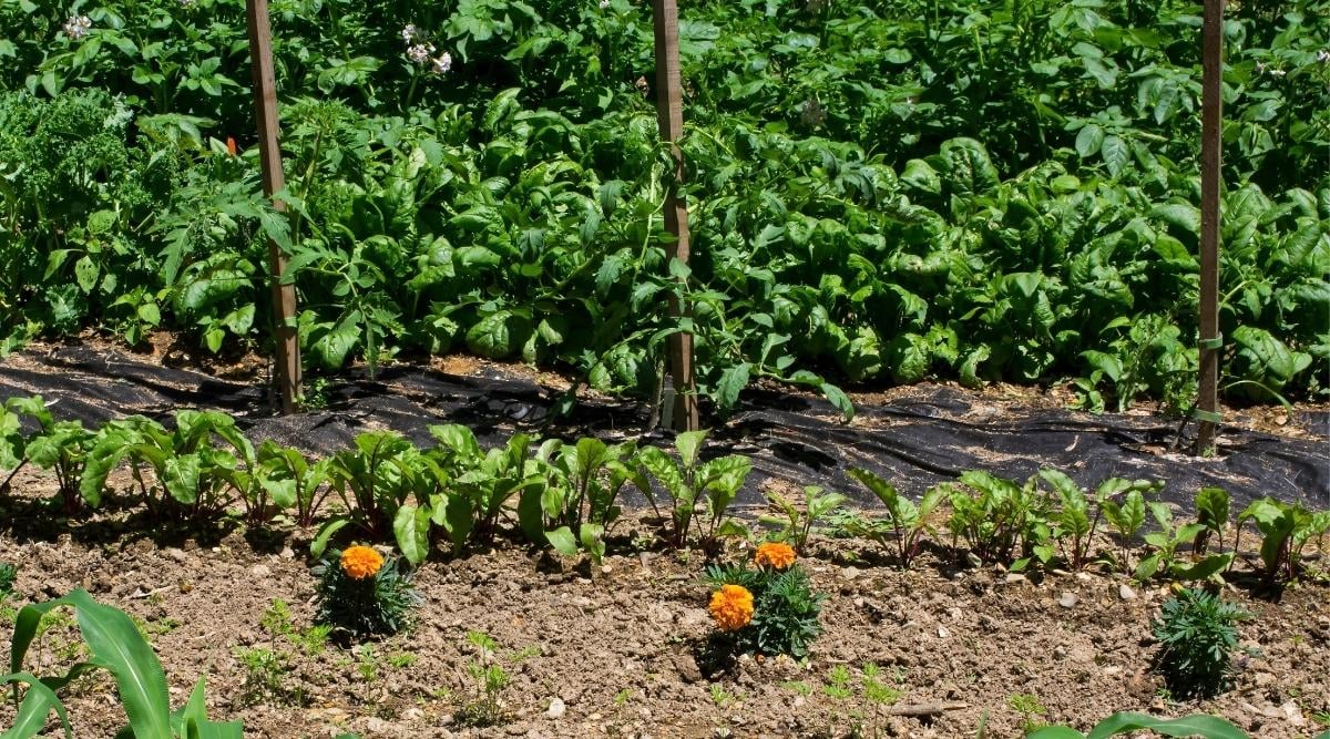 28 Spinach Companion Plants to Grow With Spinach