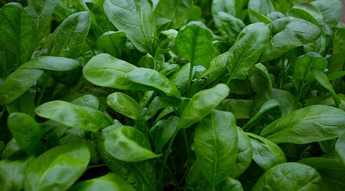 Shade Garden With Spinach