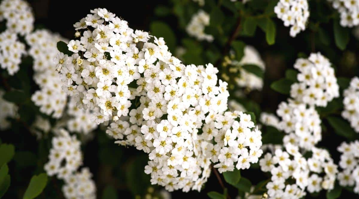 Close-up of a flowering shrub Spiraea &lsquo;Darsnorm&rsquo; against a blurred dark background of green foliage and blooming white inflorescences. The large, dome-shaped inflorescences consist of many small, white, 5-petaled flowers with yellow centers.