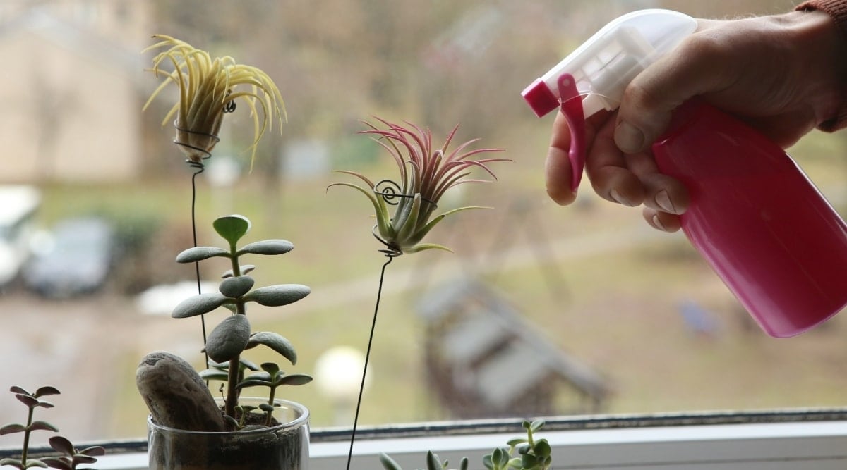 Spray Bottle Watering Air Plants Near a Window