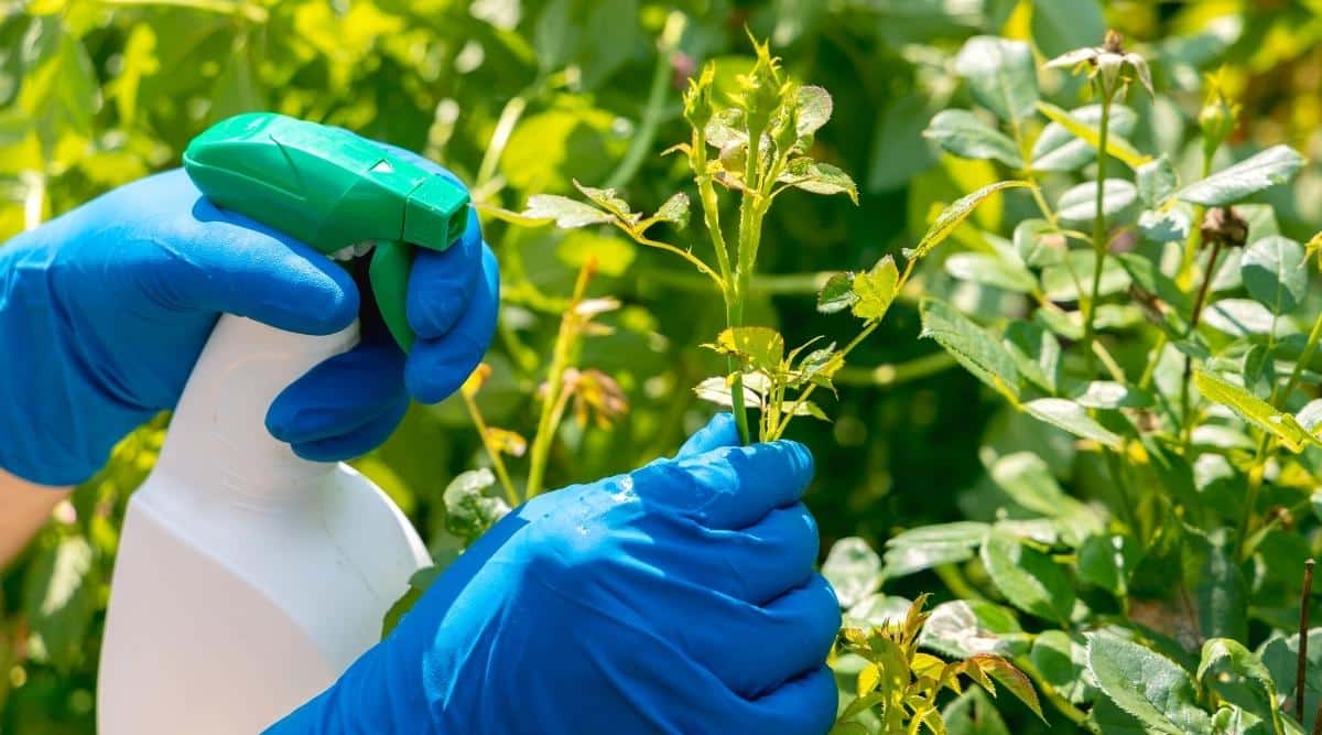 7 Different Methods To Get Rid Of Aphids On Roses