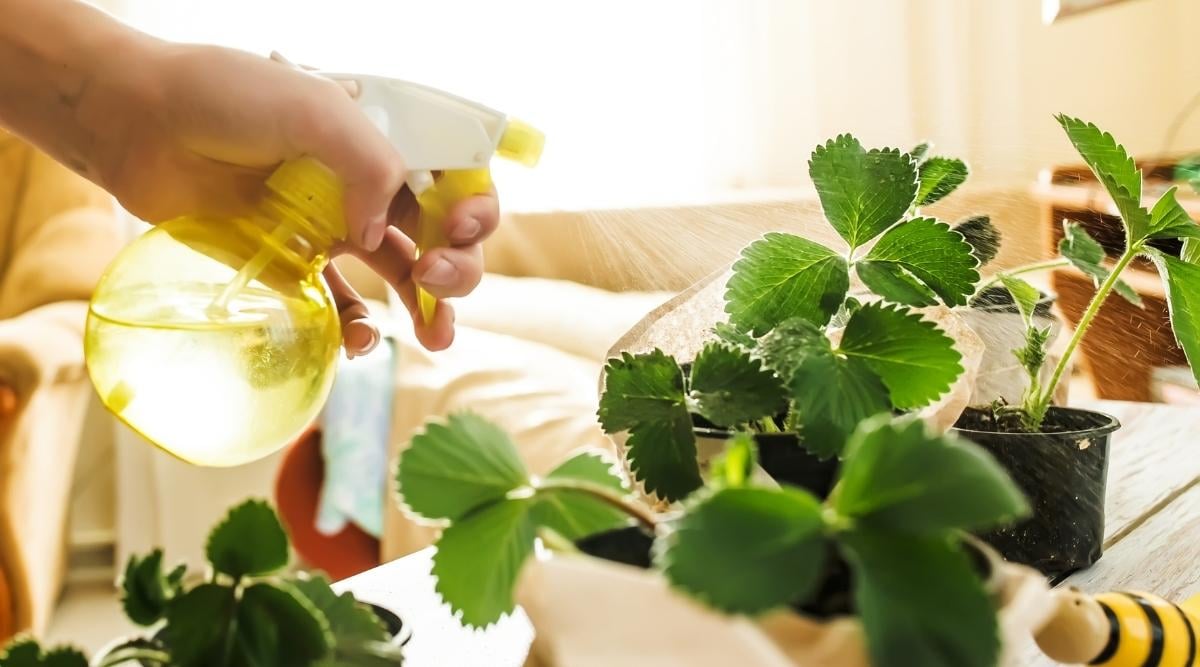 Spraying green young leaves of strawberry sprouts