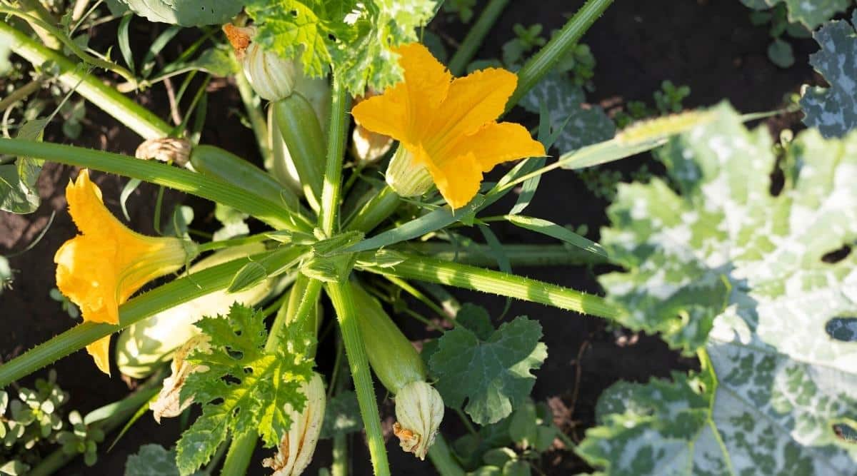 FLowering Zucchini Growing in a Garden