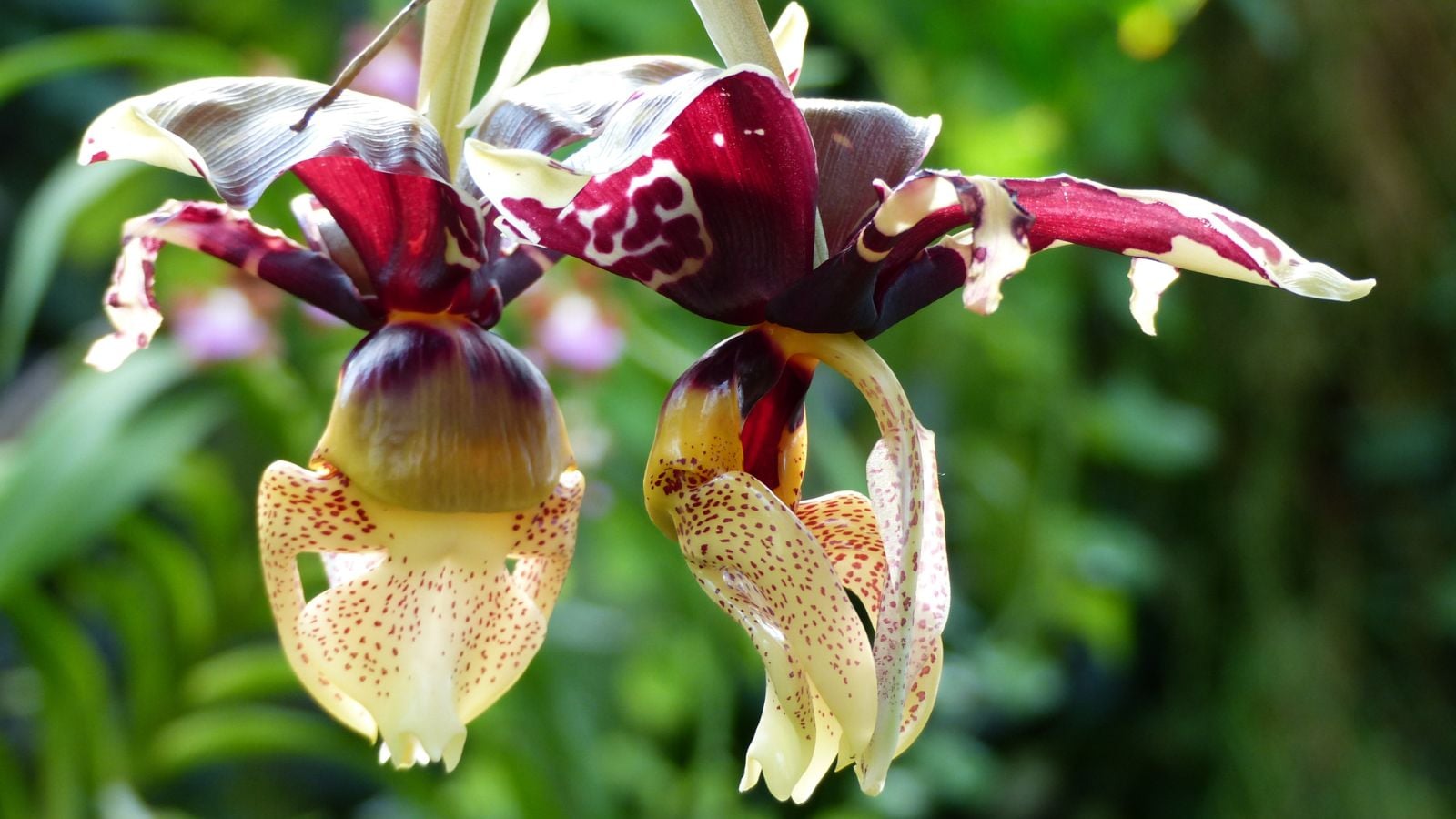 A closeup on a few Stanhopea tigrina flower appearing to have spotted petals with cream and burgundy colors having foliage in the background