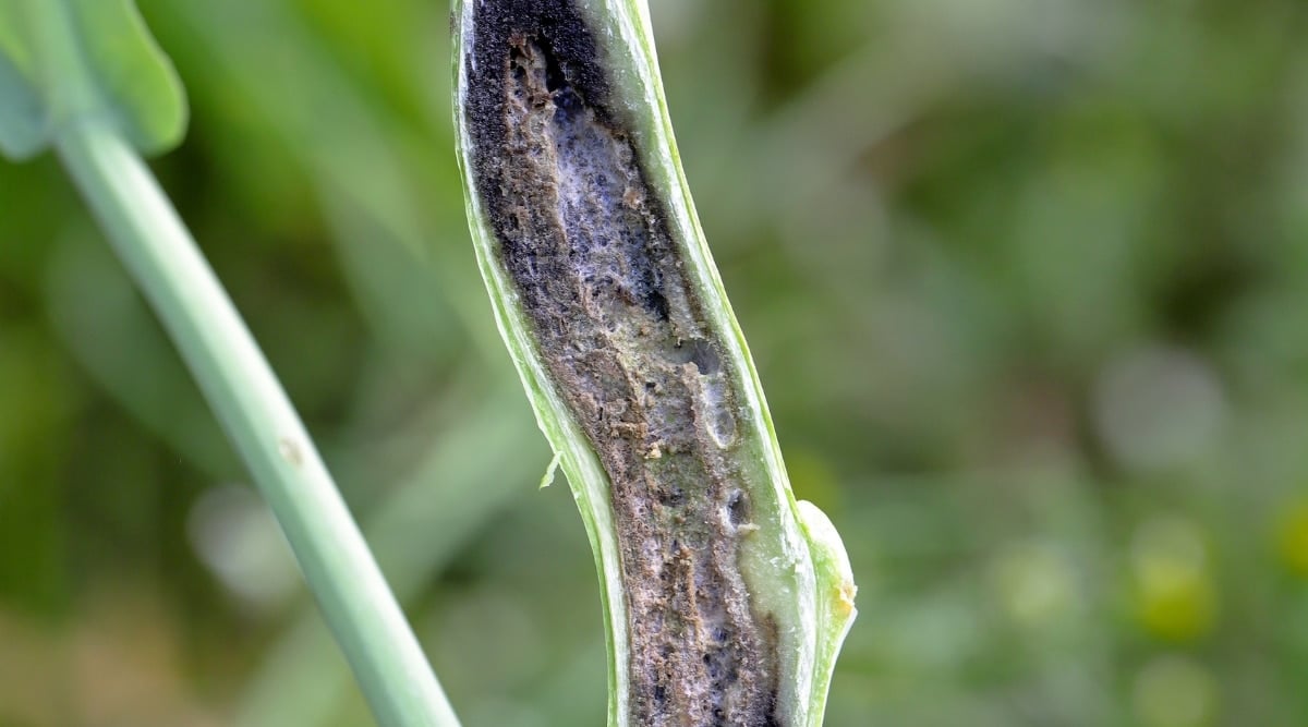 A close-up of a stem that has been damaged by larvae feeding shows signs of stem rot. The stem appears to be wilting and decaying. There are visible holes where the larvae have chewed through the stem.