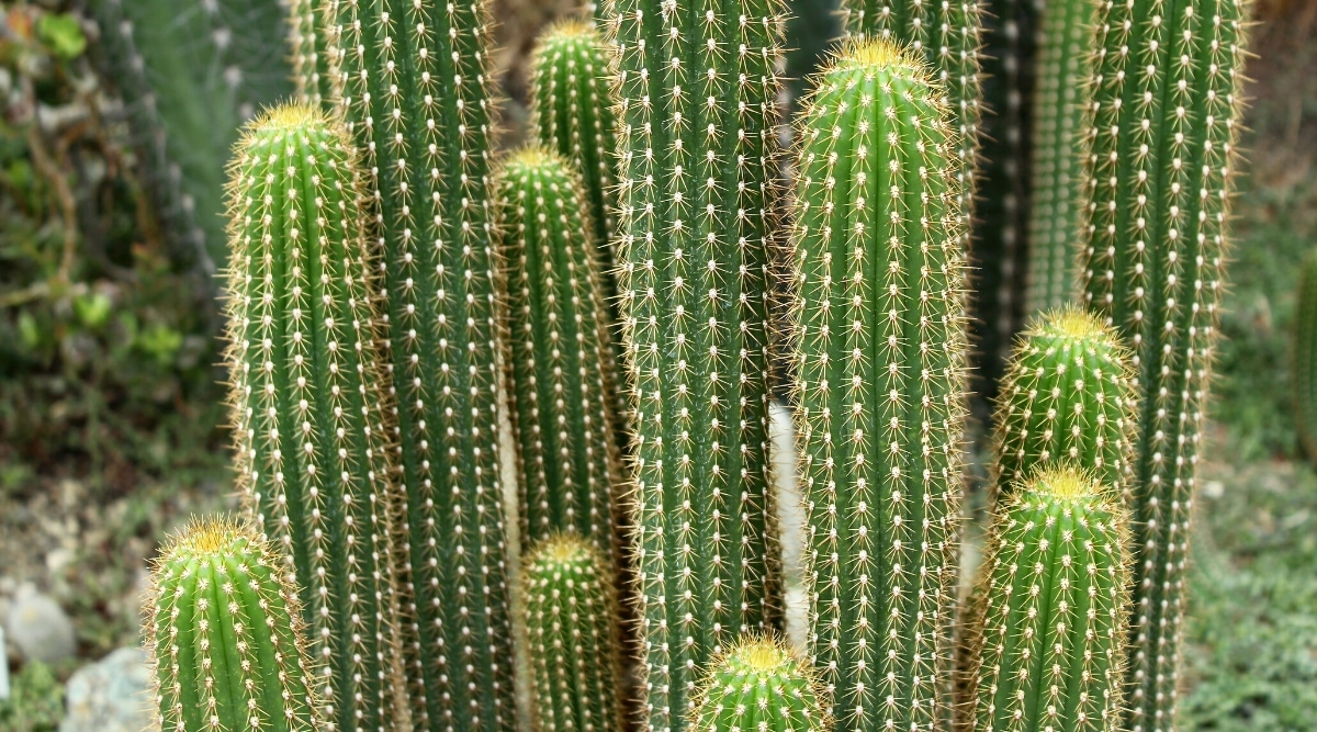 Types Of Indoor Cactus Plants Cactus Houseplant Varieties Cactus