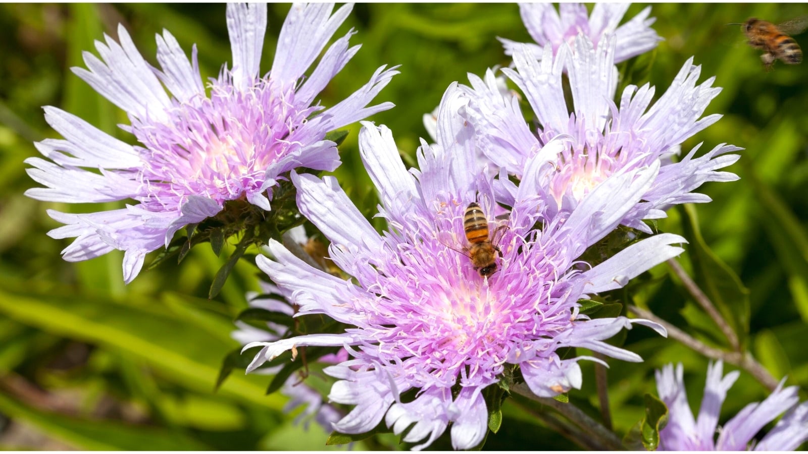 A closeup shot of Stokesia laevis blooms appearing to have lovely purple petals with cream-colored centers