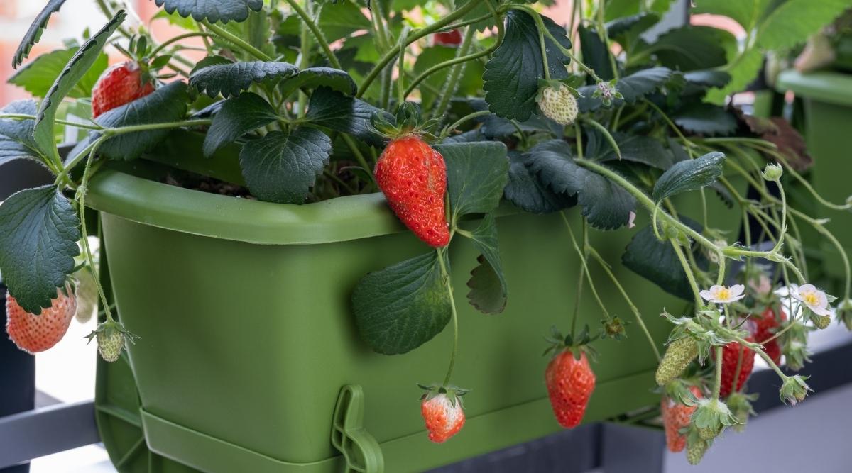 Strawberry bushes in pot on balcony