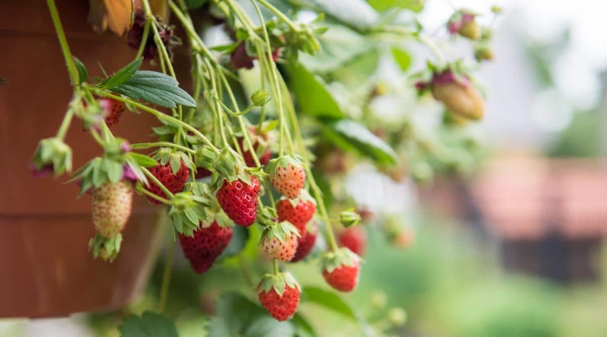 Strawberry plants growing in a terracotta pot.