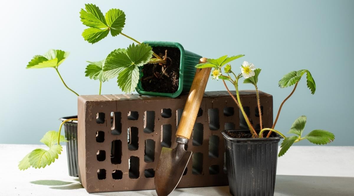 Strawberry plants in pots
