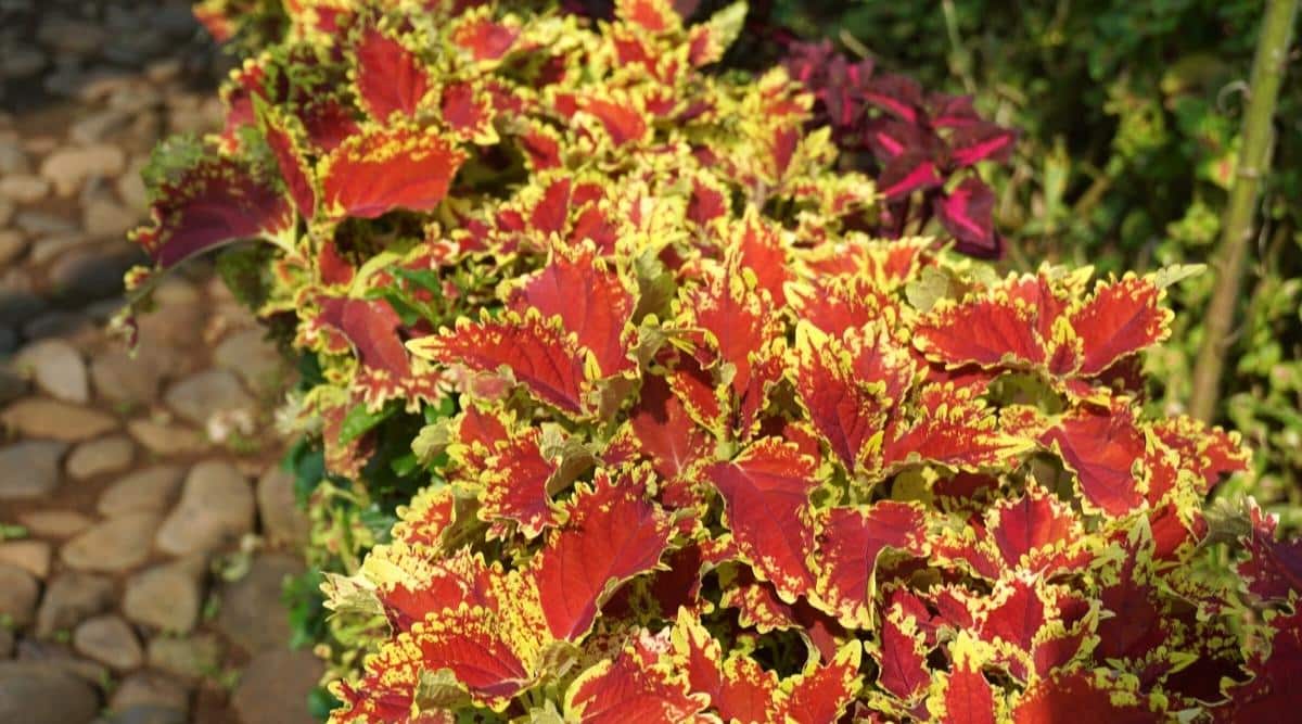 Plant in garden with stunted growth