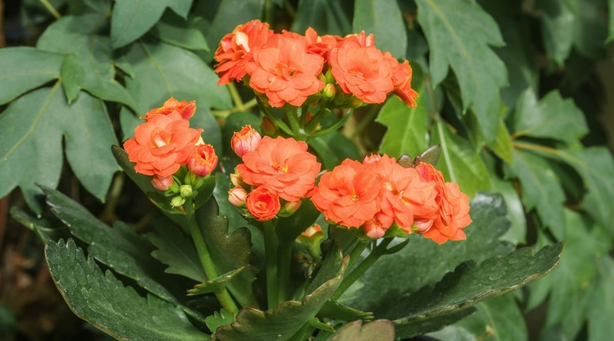 13 Different Succulents & Cacti With Orange Flowers