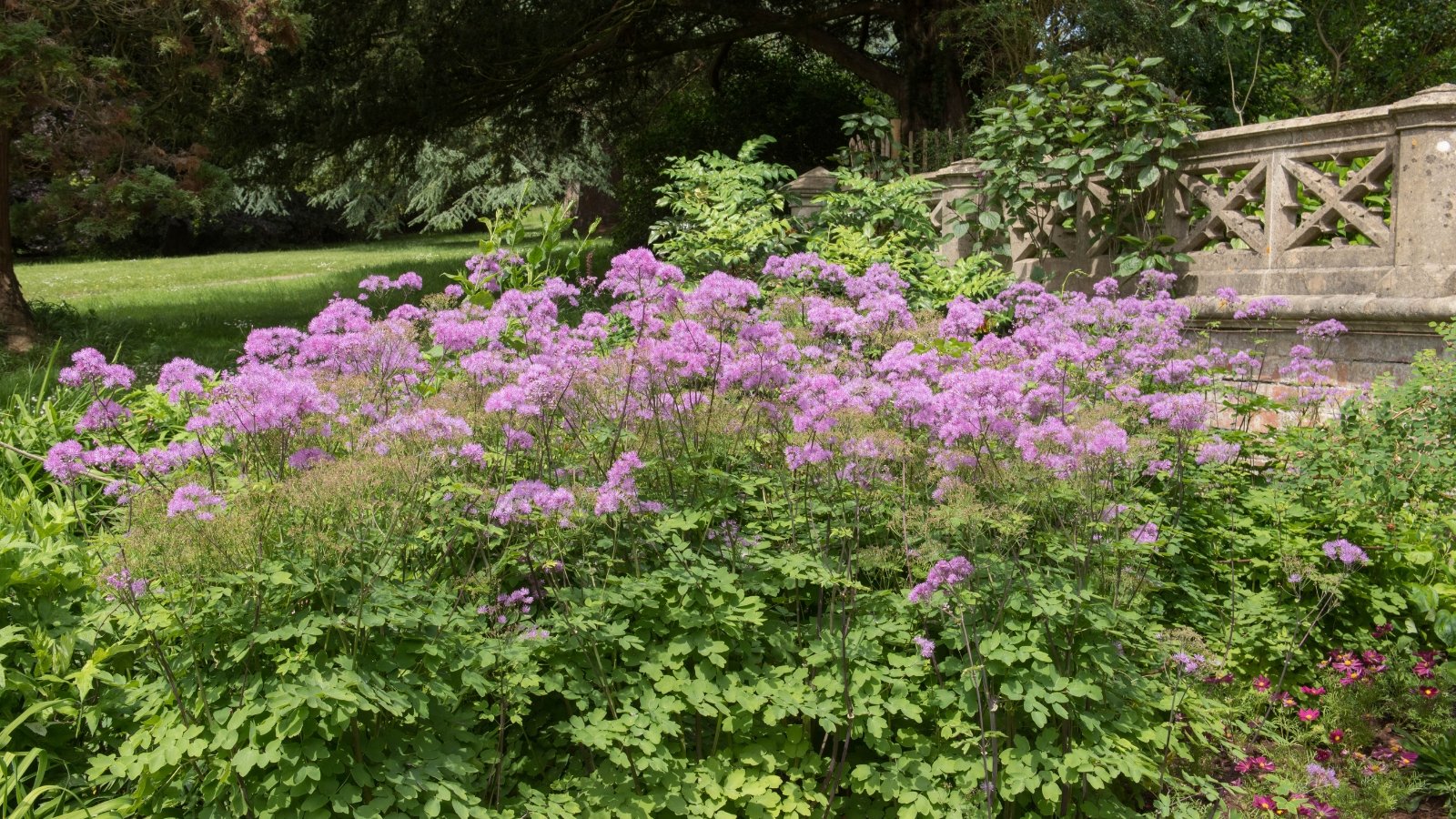 how-to-plant-grow-and-care-for-meadow-rue