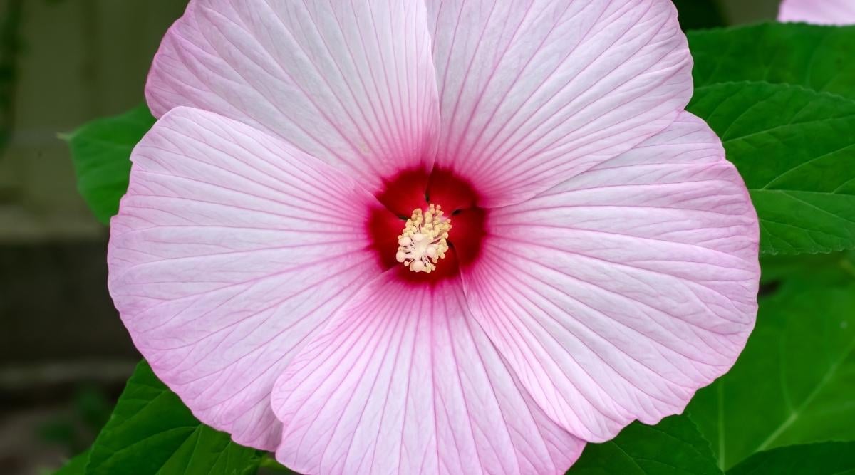A close-up shot of pink colored petals of the Summer Storm