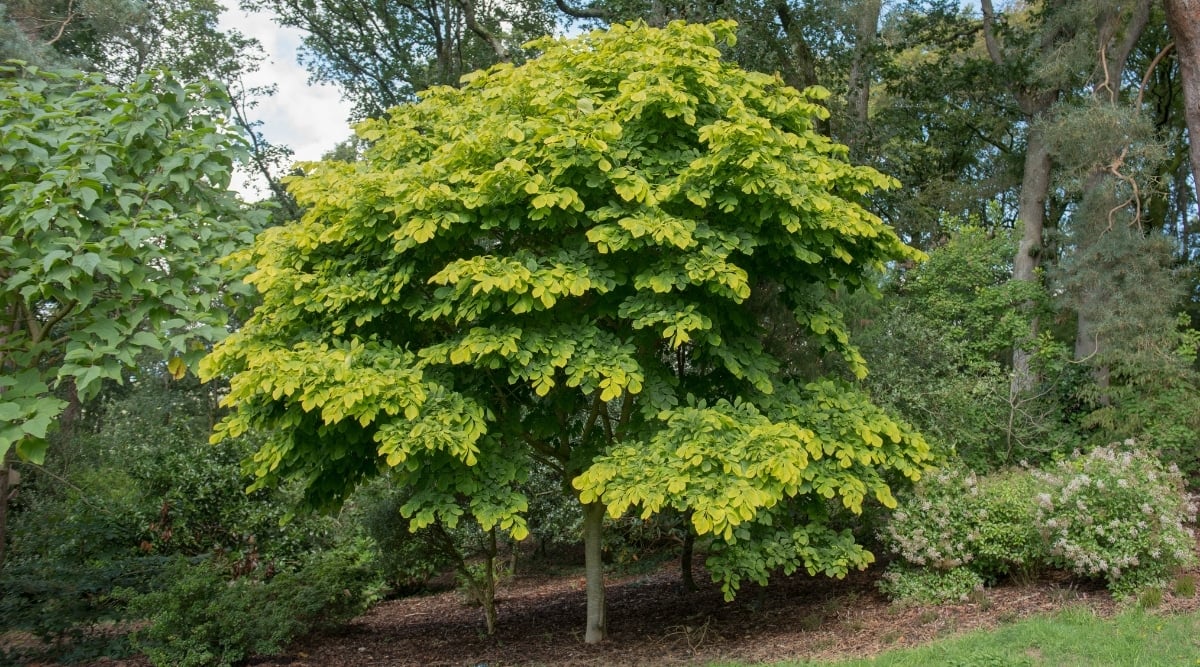 The yellowwood plant is surrounded by towering green trees, creating a serene forest setting. Its clustered leaves have a glossy sheen, and their bright green color adds vibrancy to the landscape. The trunk is sturdy and straight, indicating a healthy and robust plant.