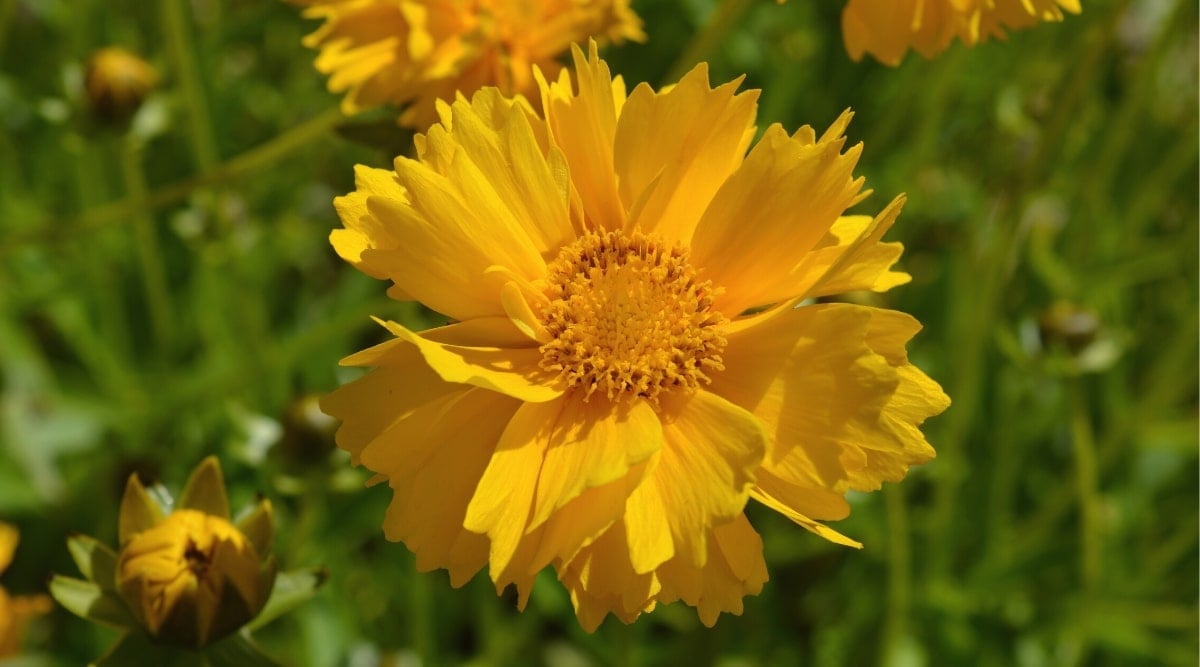 Close up of a bright yellow flower with layers of overlapping fan shaped petals with a jagged edge and a yellow center.