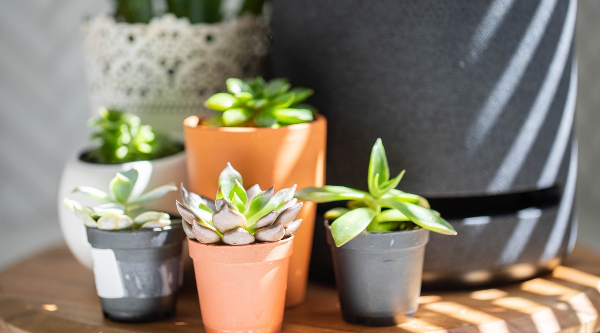  A close-up reveals a house plant resembling a blooming flower, its leaves delicately arranged. The majority of the leaves exhibit a lush green hue, while the outer ones showcase a light purple shade. The plant rests in an orange pot. In the background, partially blurred, numerous other plants are meticulously arranged.
