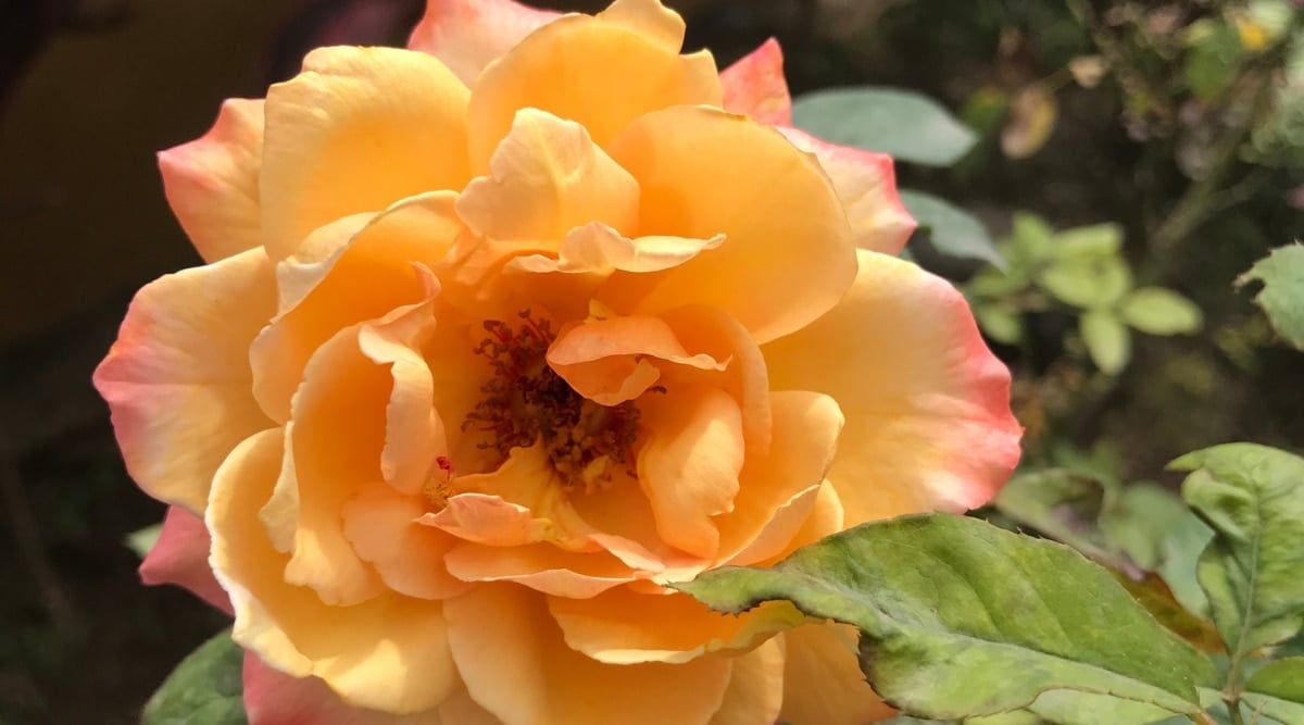 Close up of a classic-looking orange, golden yellow flower with peachy-pink exterior petals with layers of rounded, ruffled-looking petals, surrounded by dark green, round pointy leaves with a jagged edge. There are short orange stamen that emerge from the center of the flower.