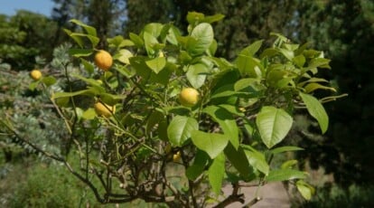 Sweet Lemon Tree on a Sunny Day