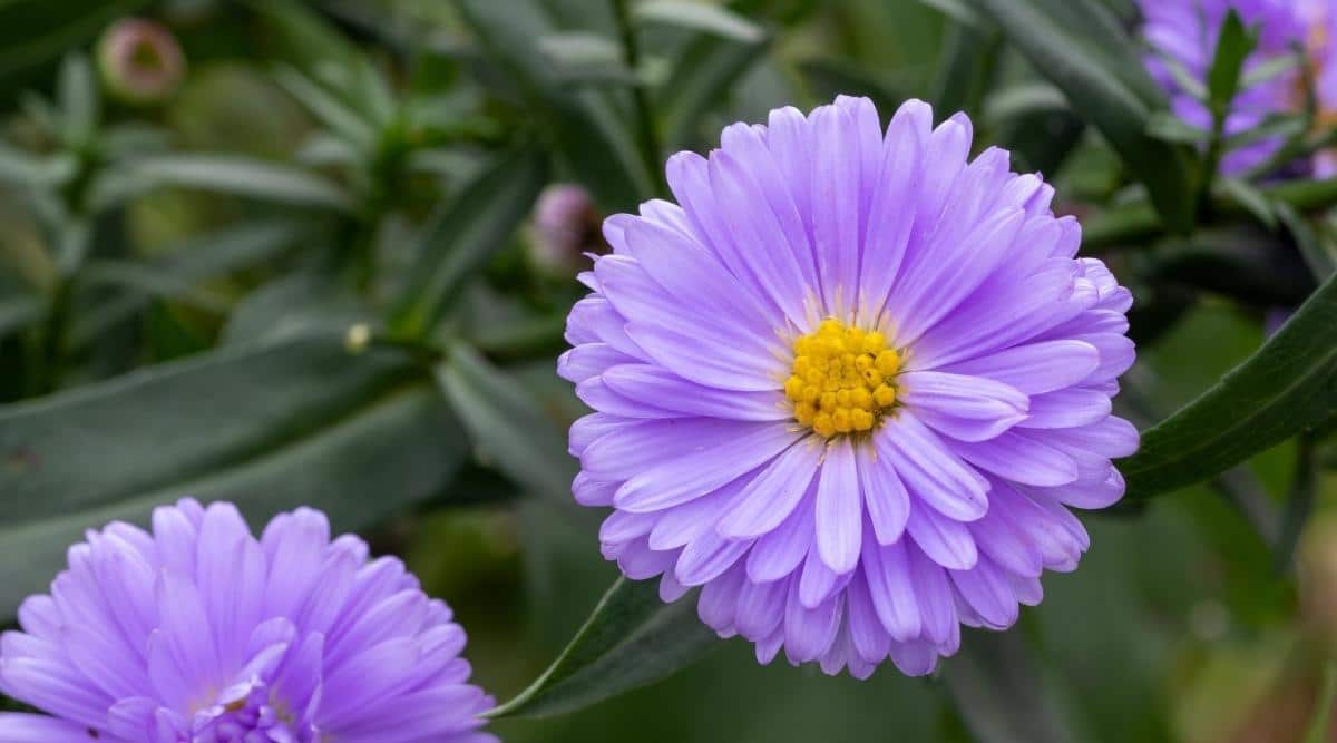 Symphyotrichum novi-belgii ‘Marie Ballard’