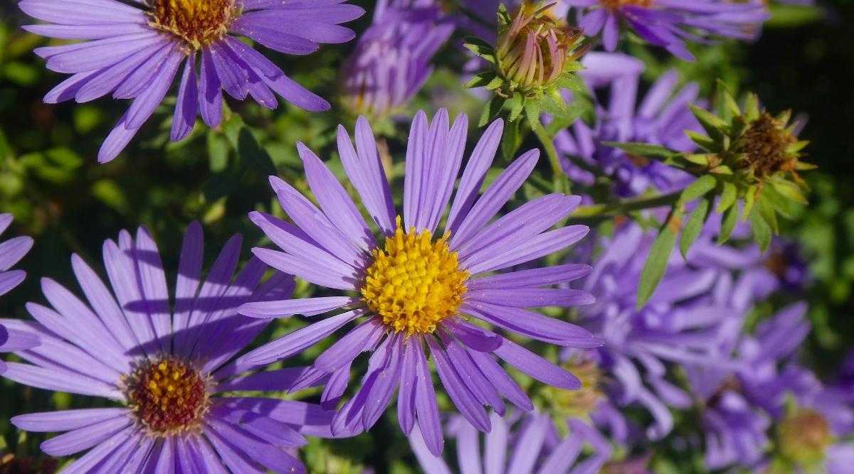 Symphyotrichum oblongifolium ‘October Skies’