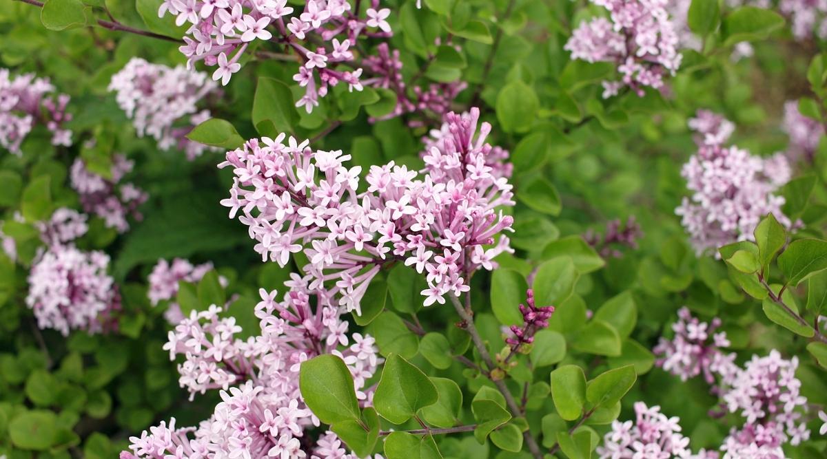 Syringa meyeri ‘Palibin’