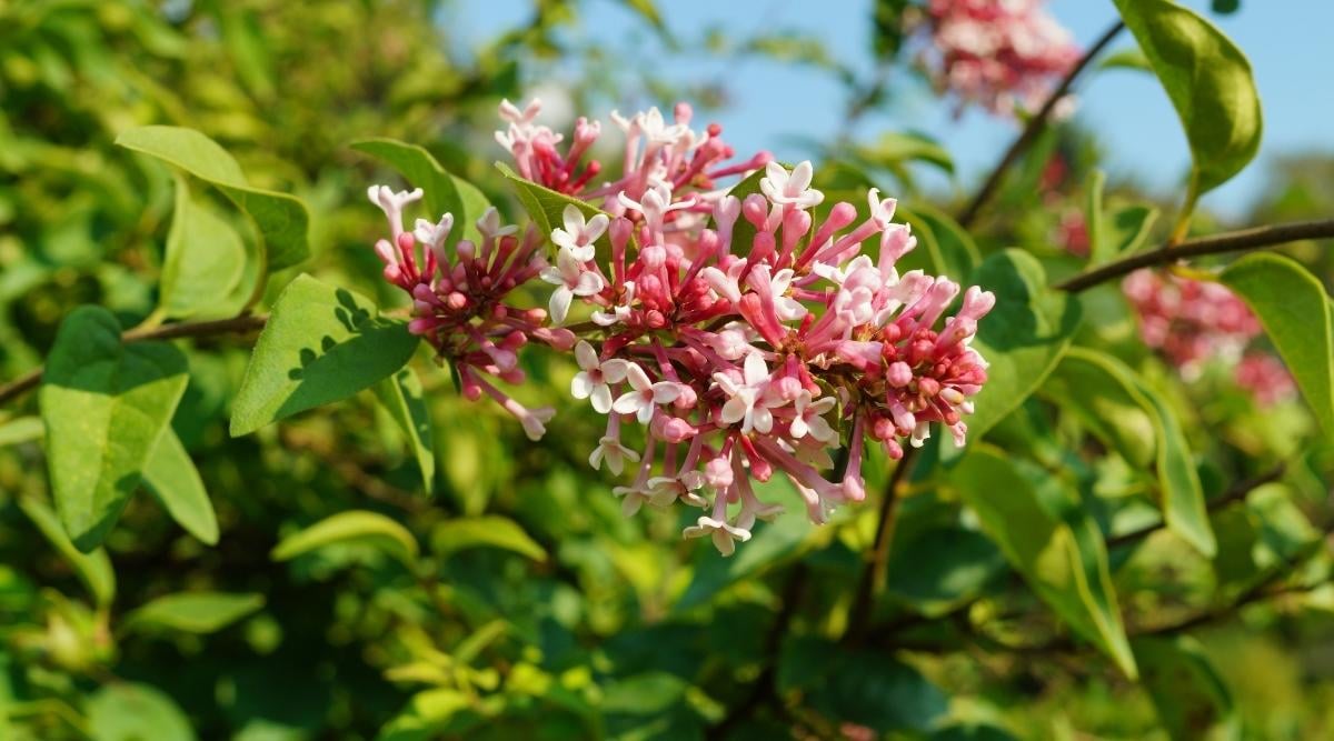 Syringa microphylla ‘Superba’