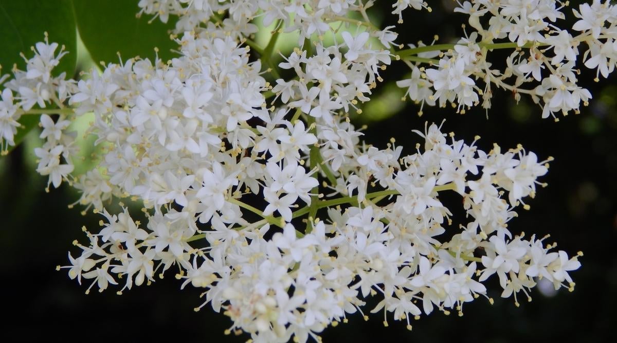 Tree Lilac Variety ‘Elliot’