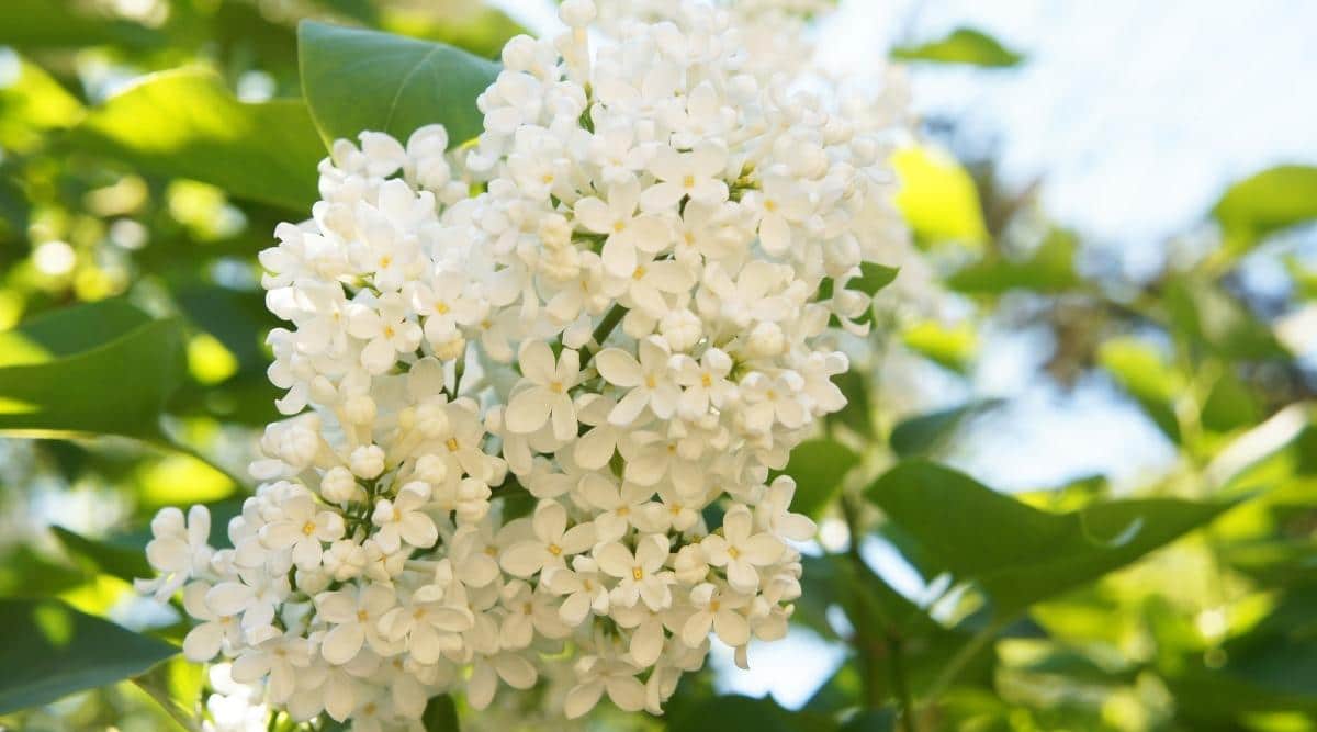 Syringa reticulata ‘Ivory Silk’