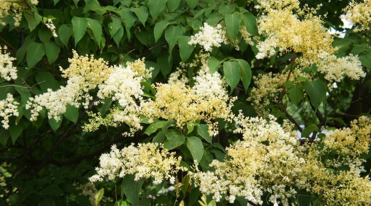 Lilac Cultivar ‘Beijing Gold’