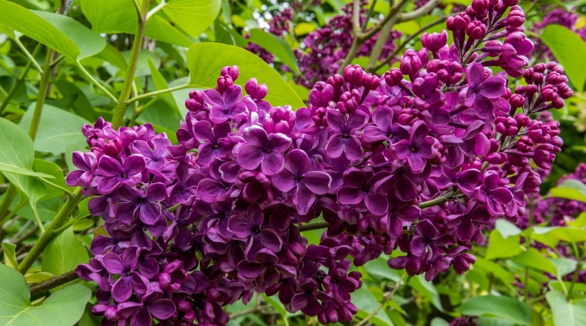 Andenken an Ludwig Spath Variety Lilac