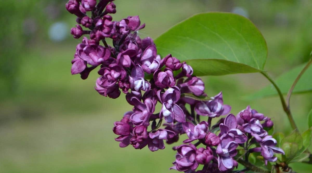 Syringa vulgaris ‘Charles Joly’