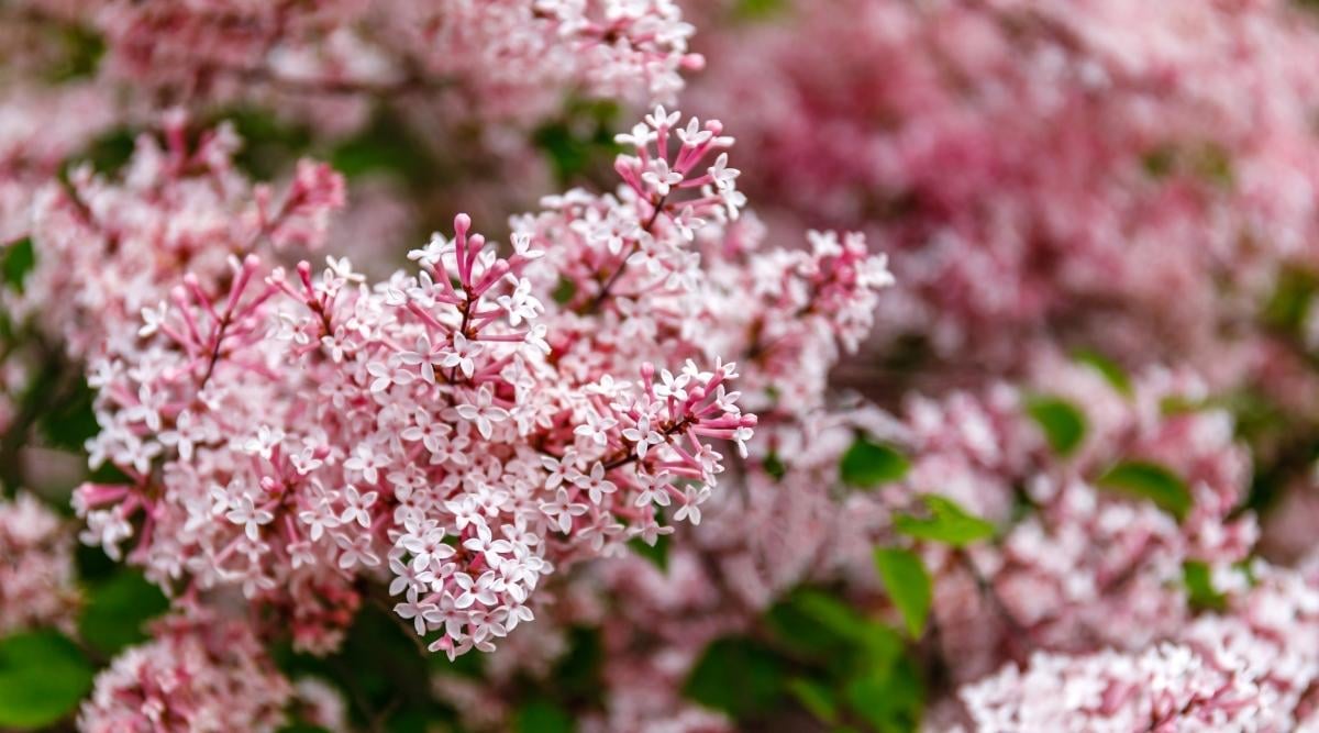 Syringa vulgaris ‘Josee’