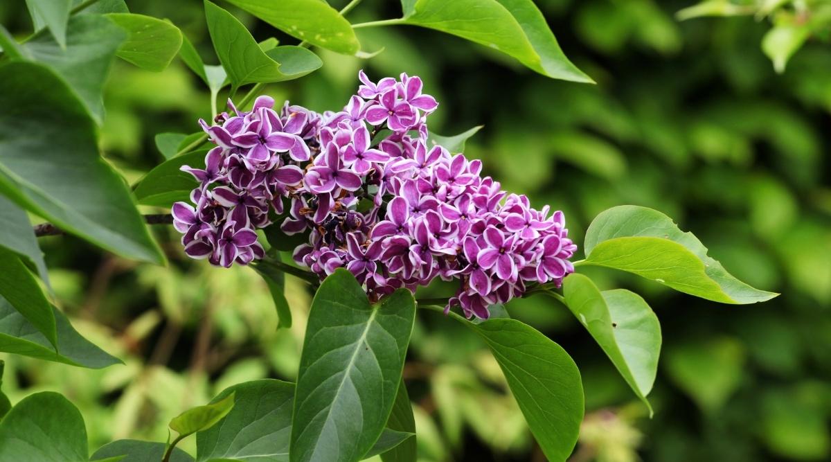 Cultivar ‘Sensation’