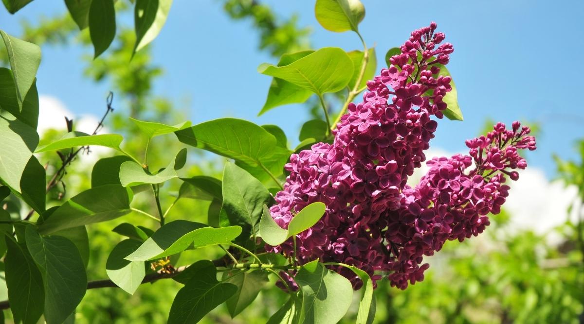 Syringa vulgaris ‘Yankee Doodle’