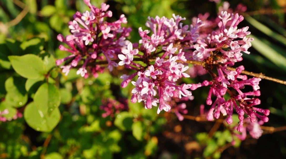 Variety ‘Penda’