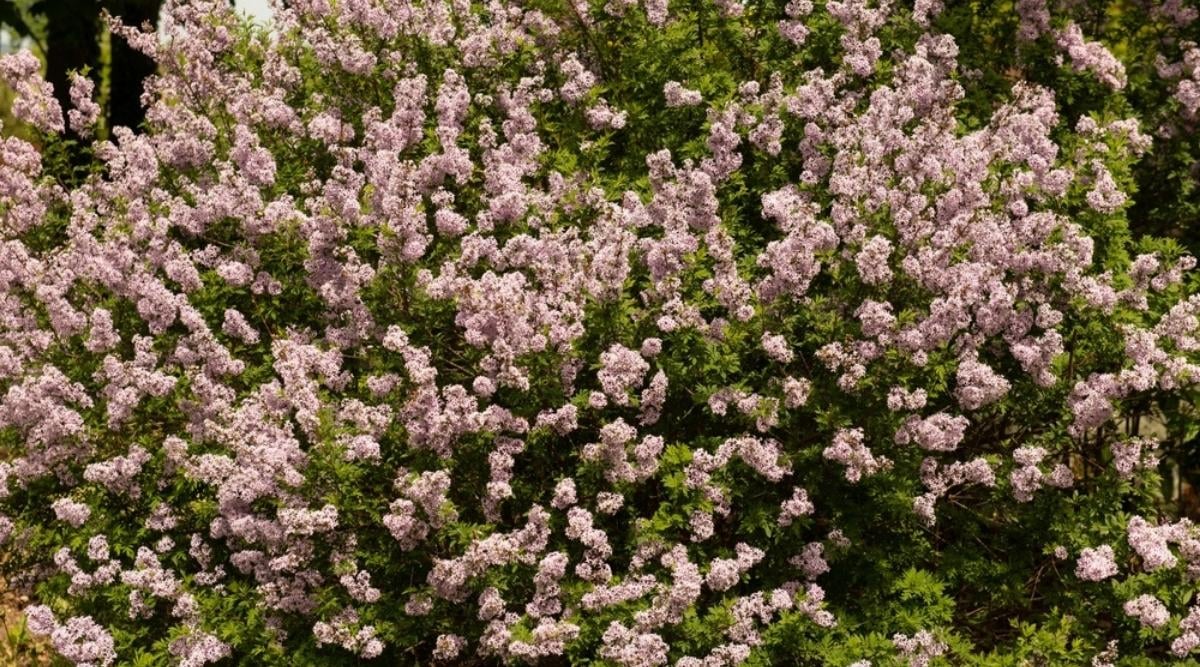Syringa x laciniata ‘Cutleaf’