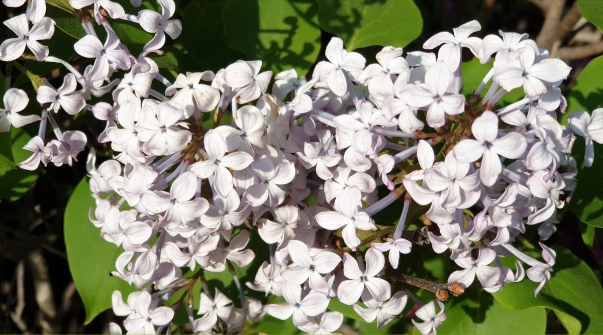 Syringa x oblata ‘Betsy Ross’