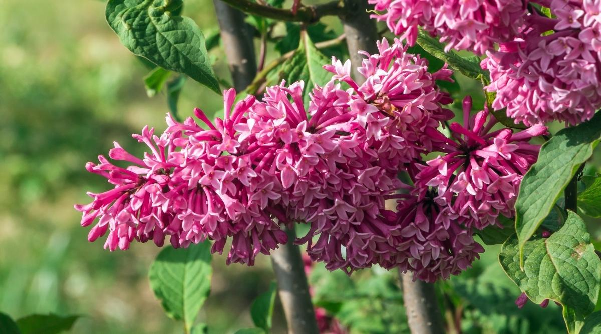 Syringa x prestoniae ‘Miss Canada’
