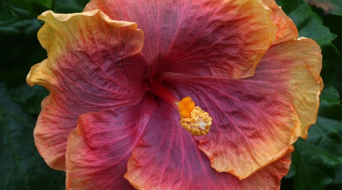 A close-up shot of a deep magenta colored bloom with orange tips of the Tahitian Flaming Dragon