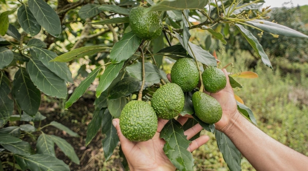 Can You Grow Avocado Trees in Tennessee? (Hardiness Zones 58)