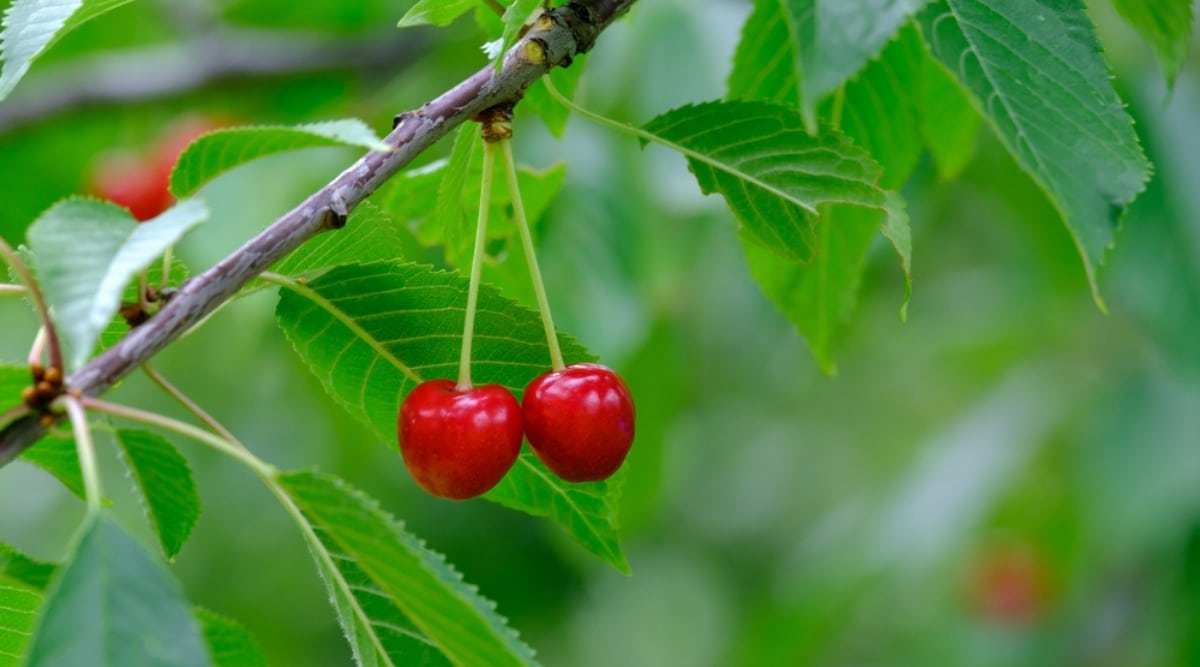 Can You Grow Cherry Trees in Tennessee? (Hardiness Zones 58)