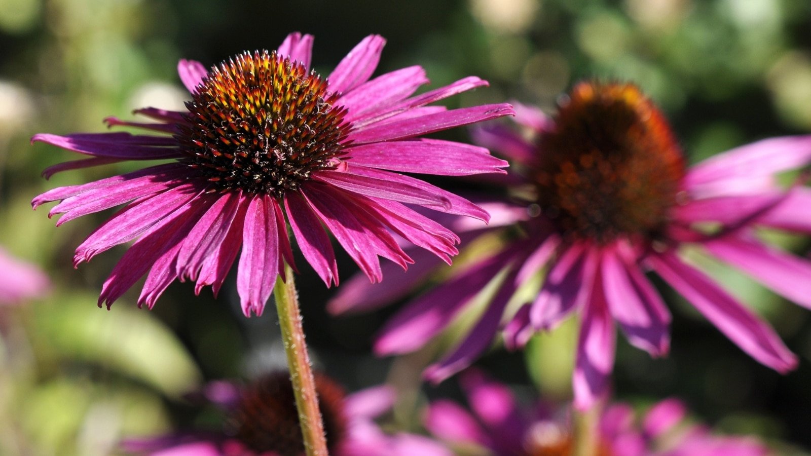 Flowers To Plant In Tennessee Home Alqu