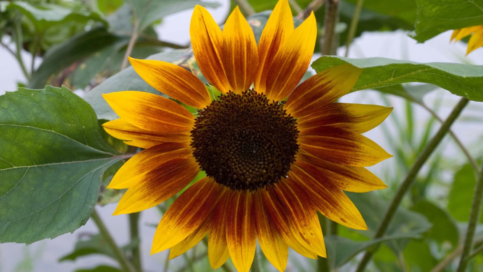 A close-up shot of the The Joker variety, showcasing brown-red petals with yellow tips, alongside green leaves outdoors