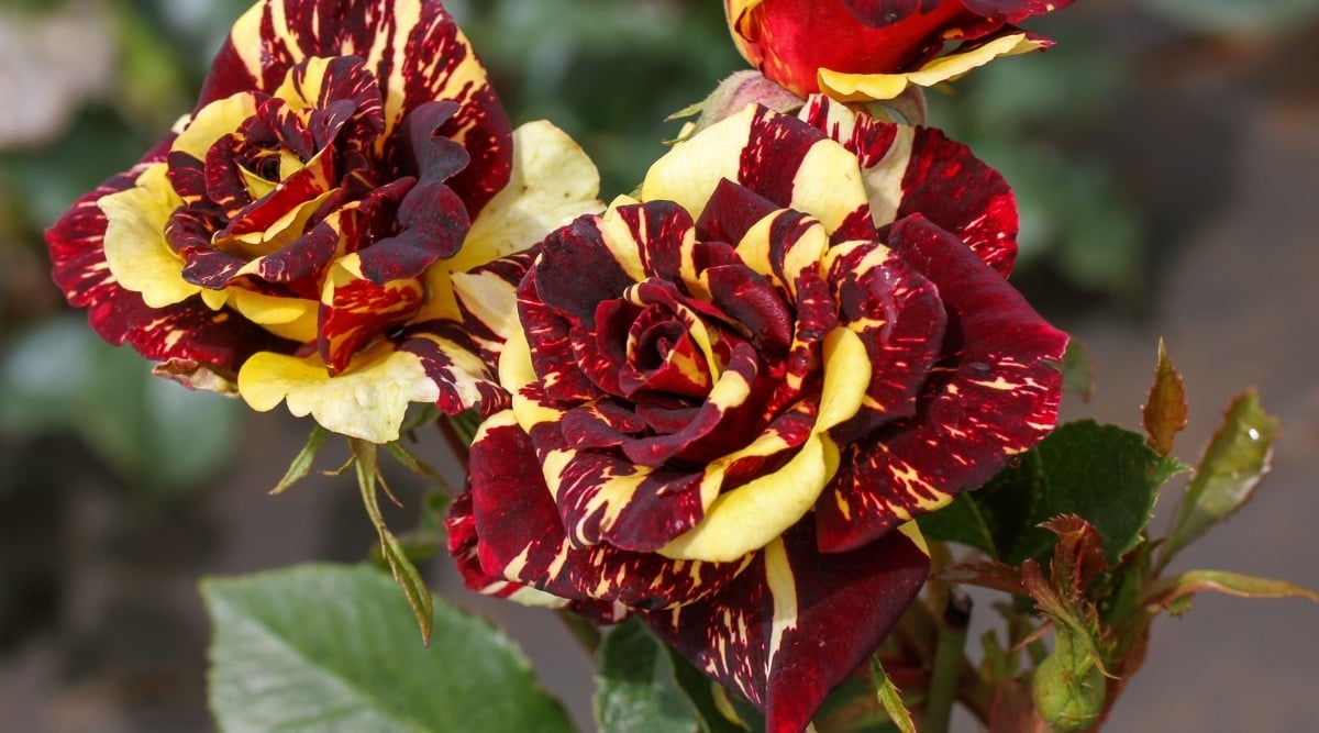 27 Different Types of Thornless Roses For Your Garden